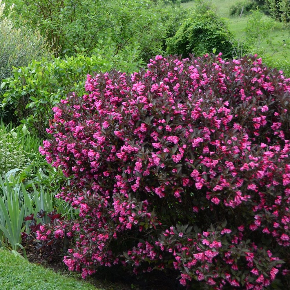 Weigela florida 'Alexandra'